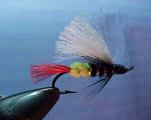 Steelhead Salmon